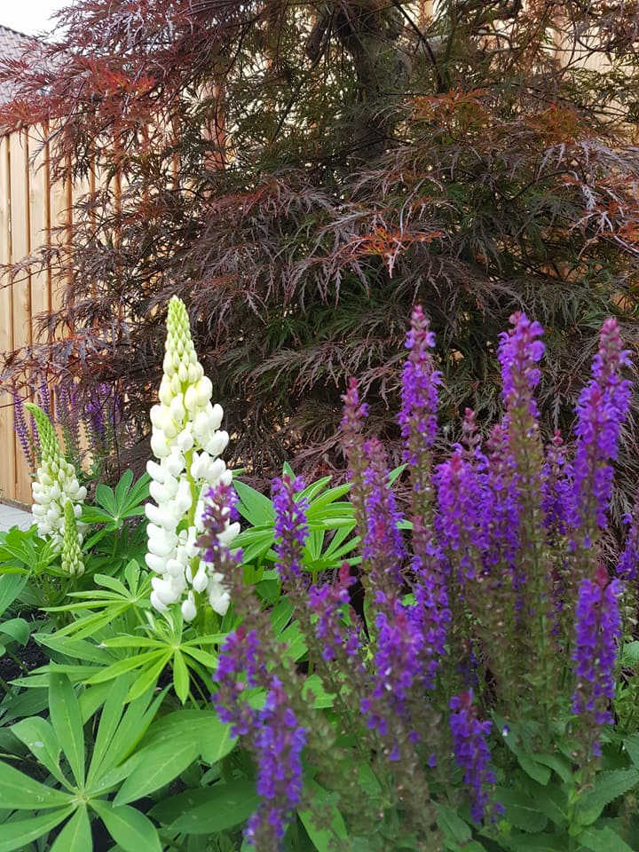 K vurens - Tuinontwerp - Beplantingsplan1