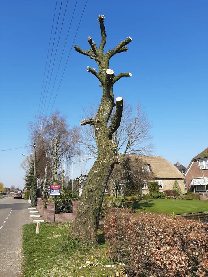 K vurens - Tuinaanleg - Bomenverzorging4