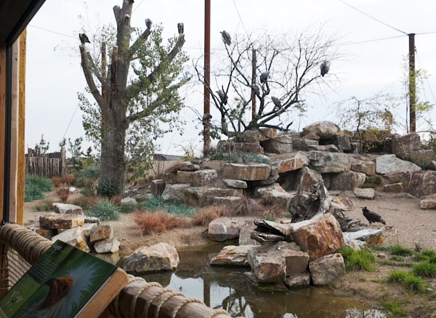 avifauna